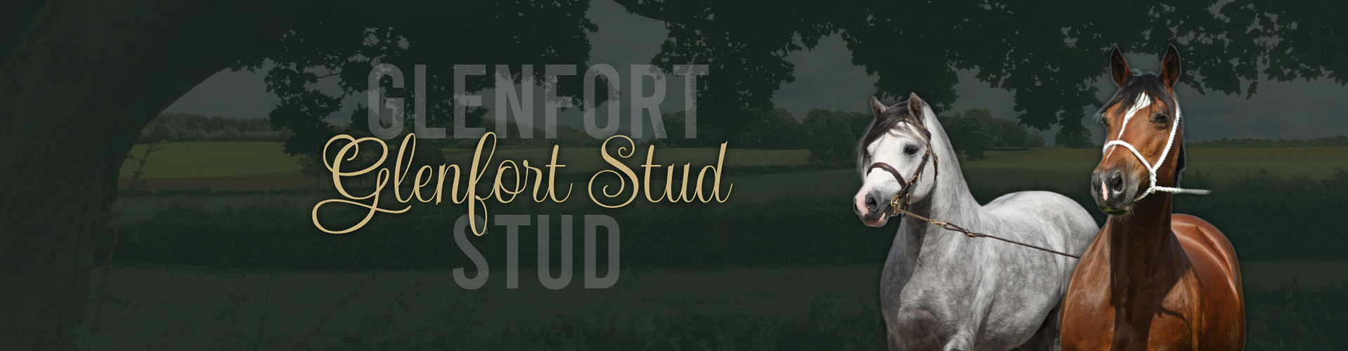 Glenfort Stud